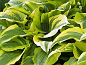 HOSTA MONTANA AUREOMARGINATA