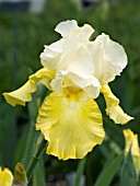 IRIS GERMANICA WEDDING CANDLES