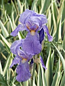 IRIS PALLIDA VARIEGATA