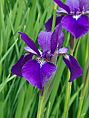 IRIS SIBIRICA CAESARS BROTHER