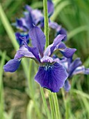 IRIS SIBIRICA ROYAL HERALD