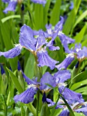 IRIS TECTORUM
