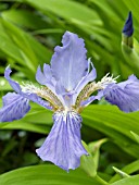 IRIS TECTORUM