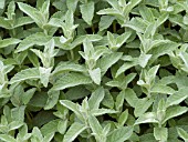 MENTHA HIMALAYAN SILVER