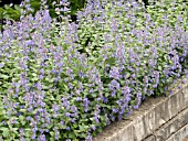 NEPETA DROPMORE