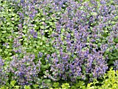 NEPETA FAASSENII BLUE WONDER