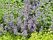 NEPETA FAASSENII BLUE WONDER