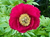 PAEONIA LEGION OF HONOR