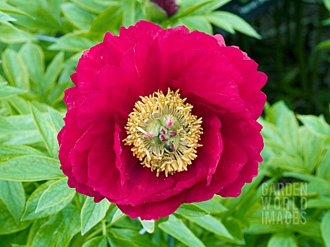 PAEONIA_LEGION_OF_HONOR