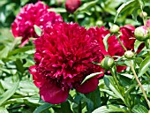 PAEONIA LORETTA FRANK