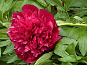 PAEONIA OFFICINALIS RUBRA PLENA