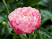 PAEONIA PINK HAWAIIAN CORAL, (PEONY PINK HAWAIIAN CORAL)