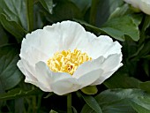 PAEONIA REQUIEM