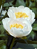 PAEONIA REQUIEM