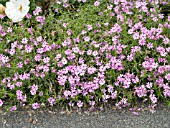 PHLOX SUBULATA FORT HILL