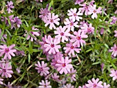 PHLOX SUBULATA FORT HILL