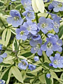 POLEMONIUM REPTANS STAIRWAY TO HEAVEN