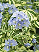 POLEMONIUM REPTANS STAIRWAY TO HEAVEN