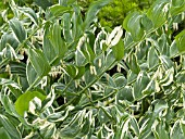 POLYGONATUM MULTIFLORUM VARIEGATUM