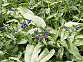 PULMONARIA COTTON COOL