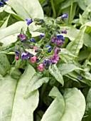 PULMONARIA COTTON COOL