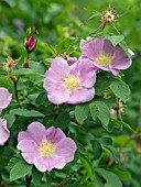 ROSA AMBLYYOTIS