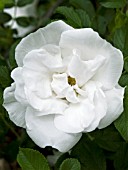 ROSA BLANC DOUBLE DE COUBERT