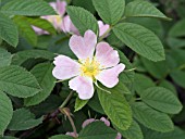 ROSA POMIFERA APPLE ROSE