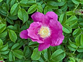 ROSA RED FRAU DAGMAR HASTRUP