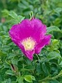 ROSA RED FRAU DAGMAR HASTRUP