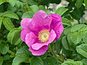 ROSA RUGOSA RUBRA