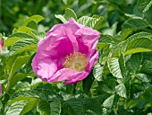 ROSA RUGOSA