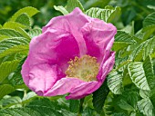 ROSA RUGOSA