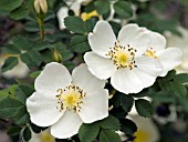 ROSA SPINOSISSIMA