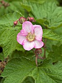 RUBUS ODORATUS