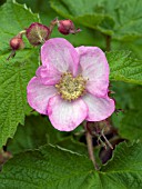 RUBUS ODORATUS