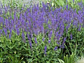 SALVIA SYLVESTRIS MAY NIGHT