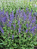 SALVIA SYLVESTRIS MAY NIGHT