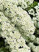 SPIRAEA NIPPONICA HALWARDS SILVER