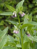 SYMPHYTUM OFFICINALE