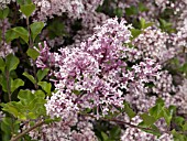 SYRINGA MEYERI PALIBIN