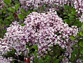 SYRINGA MEYERI PALIBIN