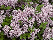 SYRINGA MEYERI PALIBIN