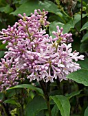 SYRINGA PRESTONIAE MINUET