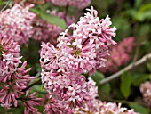 SYRINGA PRESTONIAE MISS CANADA