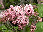 SYRINGA PRESTONIAE MISS CANADA