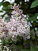 SYRINGA VILLOSA