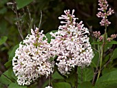 SYRINGA VILLOSA