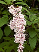 SYRINGA VULGARIS FOUNTAIN