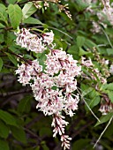 SYRINGA VULGARIS FOUNTAIN